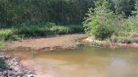 Breathing Life Back Into Largish Pond Gone Stagnant Ponds Forum At Permies