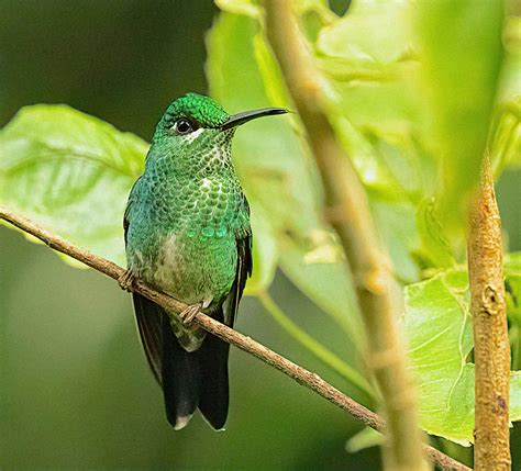 Green Crowned Brilliant Female Birdforum