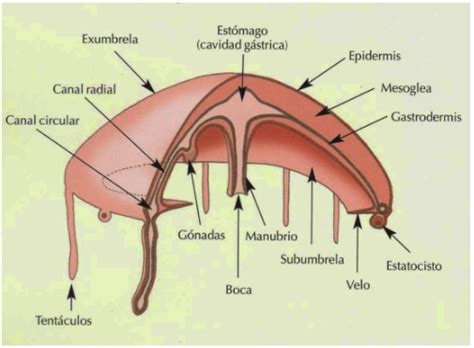 M Dulo De Ciencias Ciii Mii F Sistema Respiratorio En