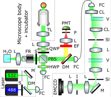 Characterizing Mechanical Properties Of Ovaries Ex Vivo With Brillouin