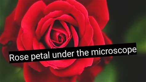 Rose Petal Under The Microscope Youtube