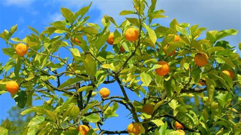 Gu A B Sica Para Aprender A Cultivar Tus Rboles Frutales En Macetas