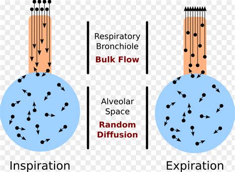 Blood Alveolar Air Equation Pulmonary Alveolus Atmosphere Of Earth