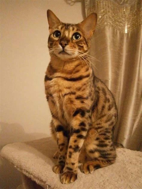 A Cat Sitting On Top Of A Chair Next To A Curtain