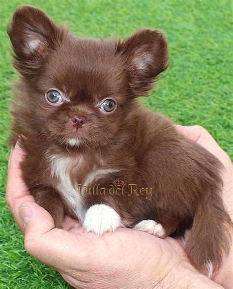 Chihuahua Long Hair Puppies For Sale Uk - Pets Lovers