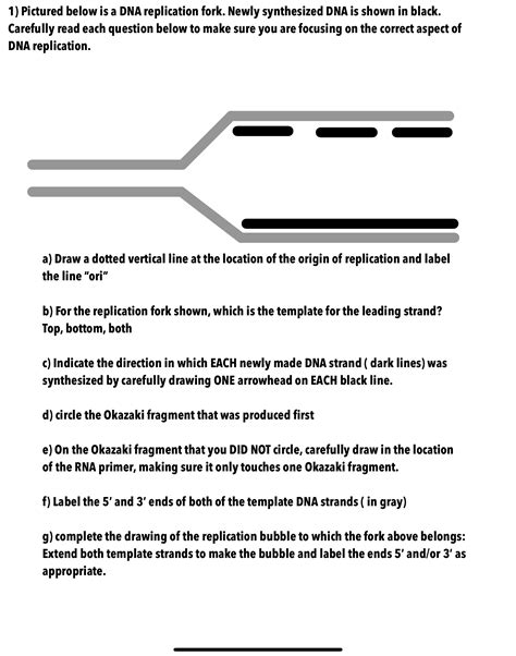 Solved 1) ﻿Pictured below is a DNA replication fork. Newly | Chegg.com