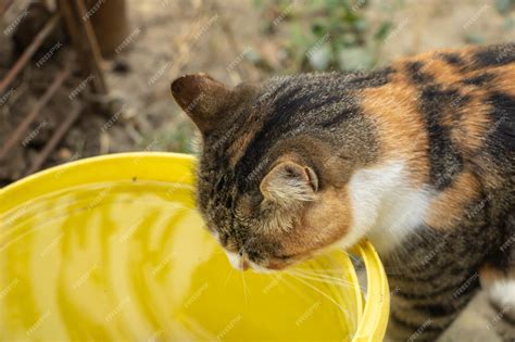 Premium Photo Beautiful Cat Drinks Water From The Bucket