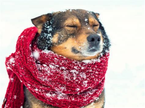 Prot Ger Son Chien Contre Le Froid En Hiver