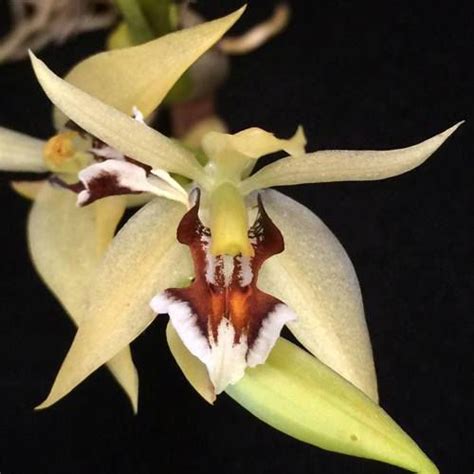 Coelogyne Lentiginosa Care Key Guna Orchids