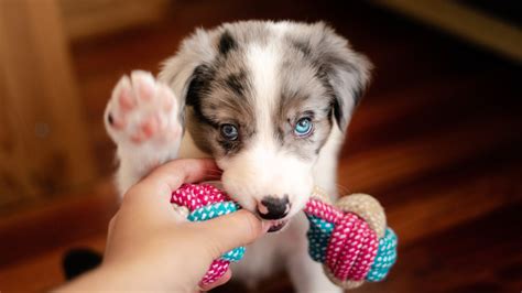 Cucciolo Di Cane Morde Troppo Cosa Fare E Come Comportarsi