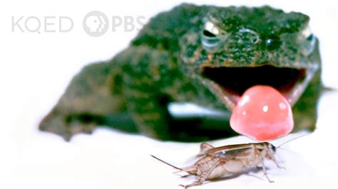 What Makes This Frog S Tongue So Fast And Sticky Deep Look Youtube