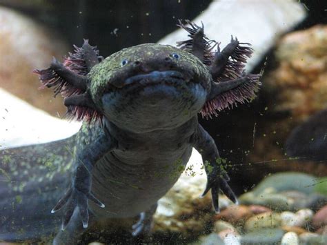 11 Jaw-Droppingly Weird Animals That Are Too Alien To Be Earthly