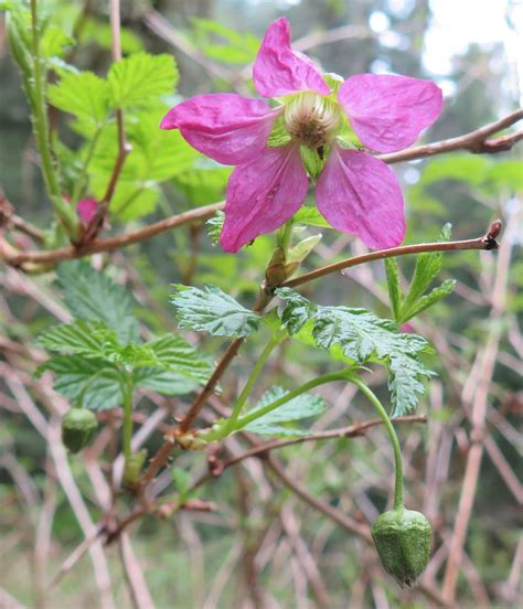 Rubus spectabilis - Trees and Shrubs Online