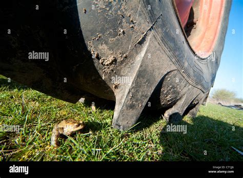 Common Toad Bufo Bufo Uk Stock Photo Alamy