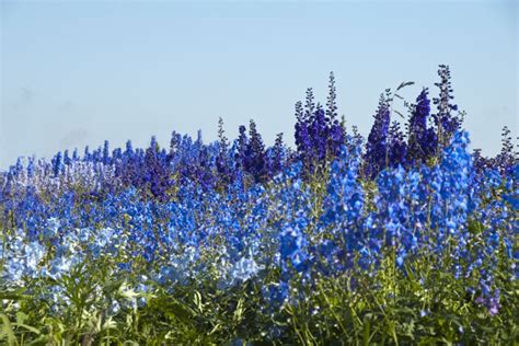 Larkspur Flower Meaning - Flower Meaning