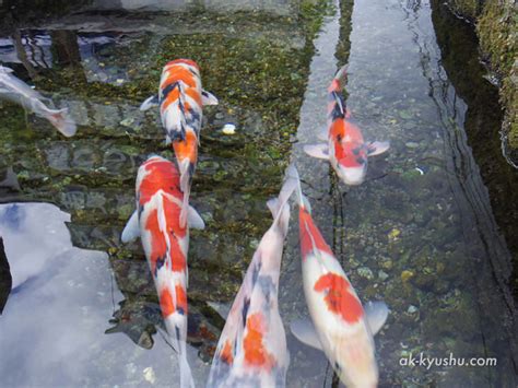 【長崎・島原】「鯉の泳ぐまち」。石造りの水路や湧水の池に、鮮やかな錦鯉の群れが泳ぐ美しさを堪能！ あちこち九州