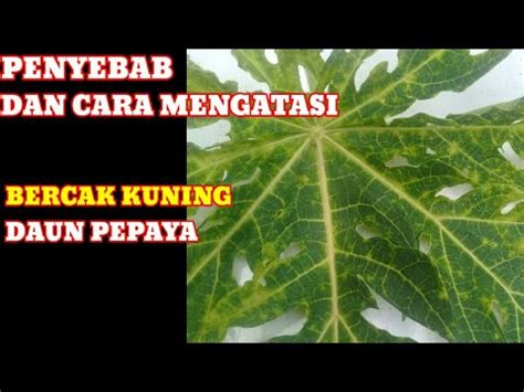 Penyebab Dan Solusi Cara Mengatasi Bercak Kuning Daun Pepaya YouTube