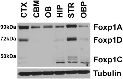 Foxp Expression Levels In Different Brain Regions Foxp Protein