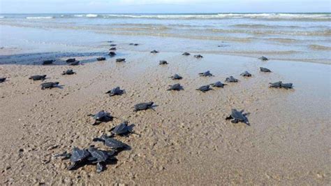 Sea Turtle Hatchlings Released In Sipalay