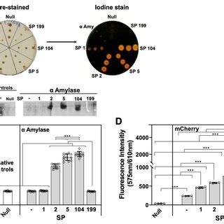 Signal Peptide Reporter Plasmid Map And Signal Peptide Integration The