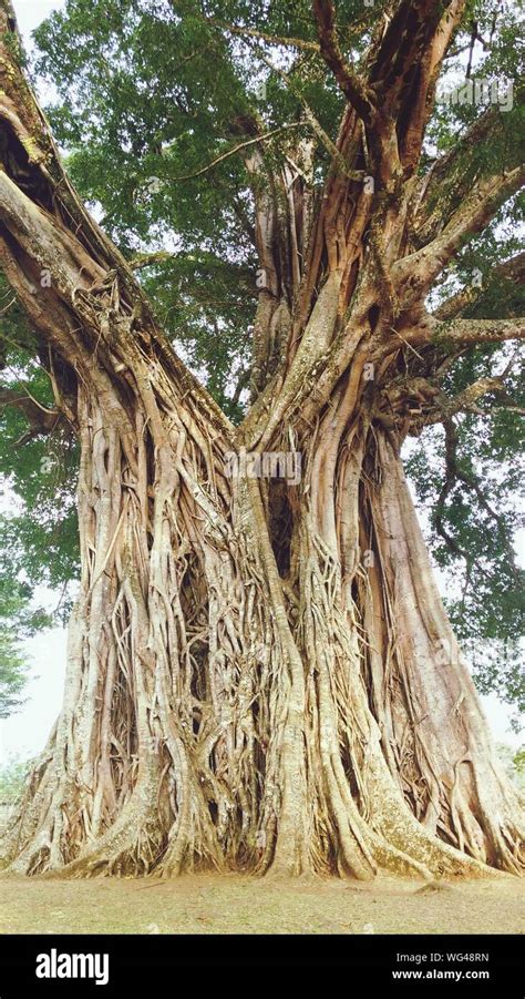 Balete tree hi-res stock photography and images - Alamy