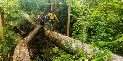 Unveil Top National Parks In Malaysia Nature S Best