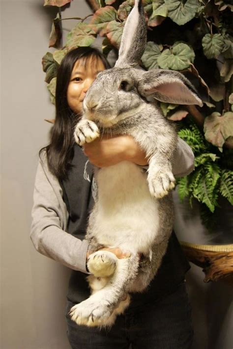 Out Of Control Nature Photos Of Real Life Giant Rabbits