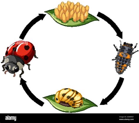 Ciclo De Vida Del Escarabajo De Tierra