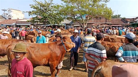 Harga Sapi Jemoko Kamis Pahing 7 Desember 2023 Pasar Sapi