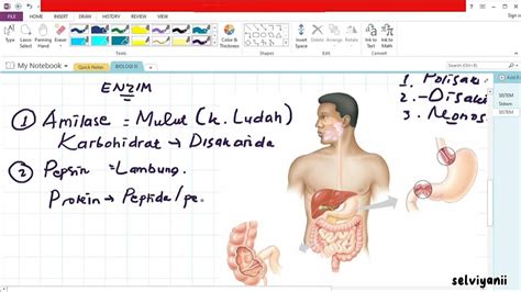 Belajar Biologi Sistem Pencernaan Enzim Enzim Pencernaan Part 1 Youtube