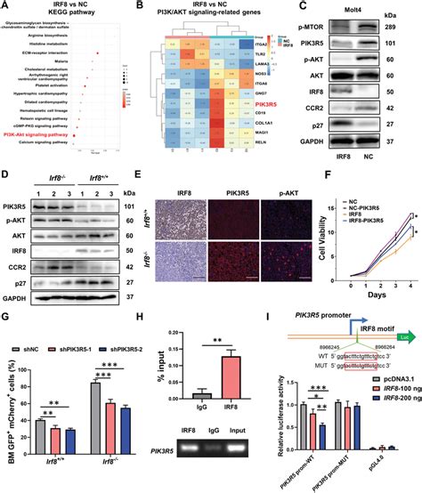 IRF8 Suppresses PI3K AKT Pathway Activation By Inhibiting PIK3R5