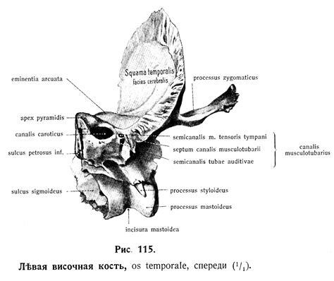 Височная кость Os Temporale Ученіе о костяхъ остеологія Знання