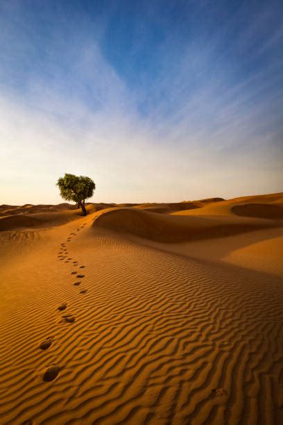 Desert Footprints Stock Photos, Pictures & Royalty-Free Images - iStock