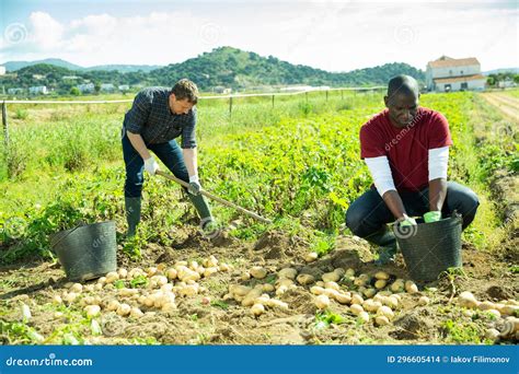 Two Farm Workers Harvesting Potato Stock Photo Image Of Soil