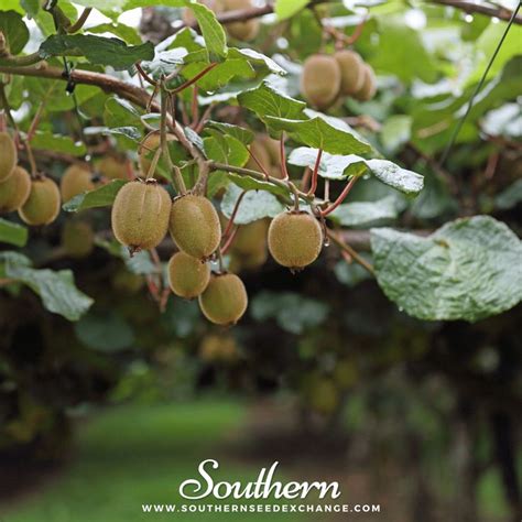 Kiwi Fruit (Actinidia chinensis) - 100 Seeds - Southern Seed Exchange