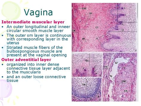 Histology Of Female Reproductive System Petek Korkusuz MD