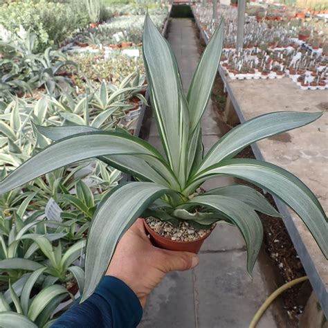 Agave desmetiana cv Silver Star Uhlig Kakteen Über 5000