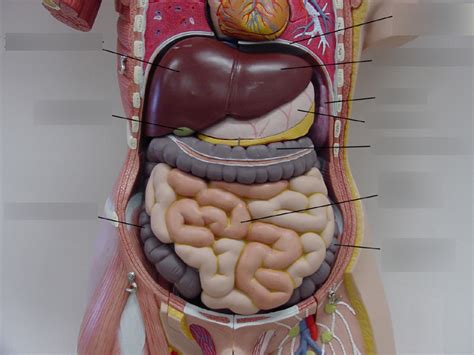 Digestive Torso Diagram Quizlet