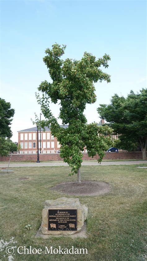 Acer Ginnala Maud Gordon Holmes Arboretum Suny Buffalo State University