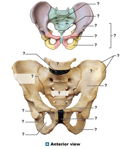 Coxal Bone Anterior View Diagram Quizlet