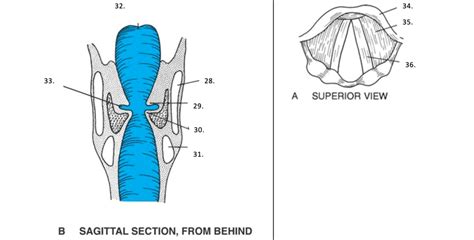 Diagram - Vocal Folds Diagram | Quizlet