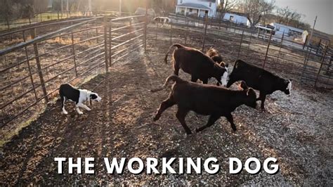 Training My New Border Collie Rhonda Rousey To Herd Cattle Youtube