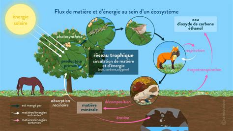 Quest Ce Que A Veut Dire Bioc Nose Lecologie De Demain