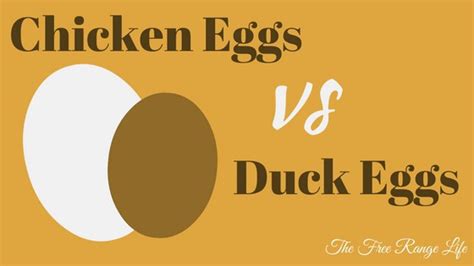 Chicken Eggs vs Duck Eggs: An Infographic