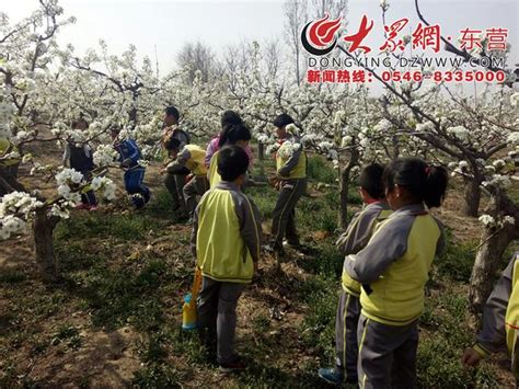 陳莊鎮付窩小學組織師生走進梨園賞梨花 每日頭條