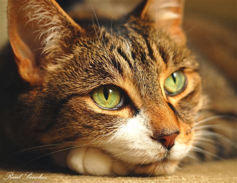 naturaleza viva gatos