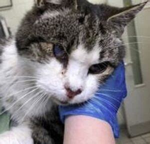 Senior Cat Survives A Mile Journey Stuck Under A Truck Lovecats