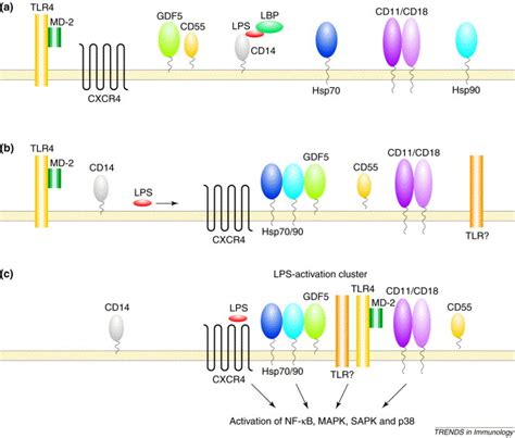 Lipopolysaccharide Recognition CD14 TLRs And The LPS Activation