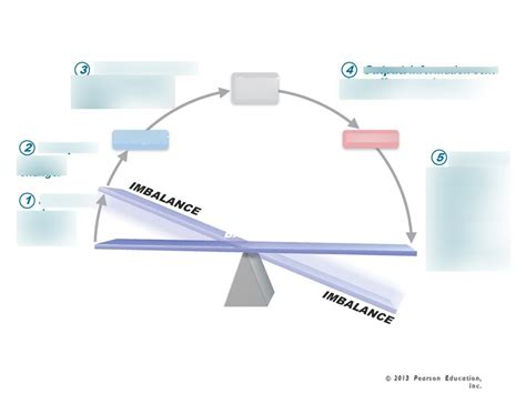 A P LECTURE Ch1 Homeostasis Imbalace Diagram Quizlet