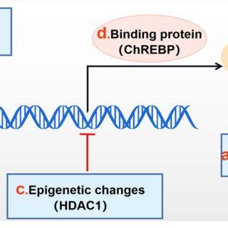 Mechanisms Of TXNIP Regulation TXNIP Expression Can Be Negatively